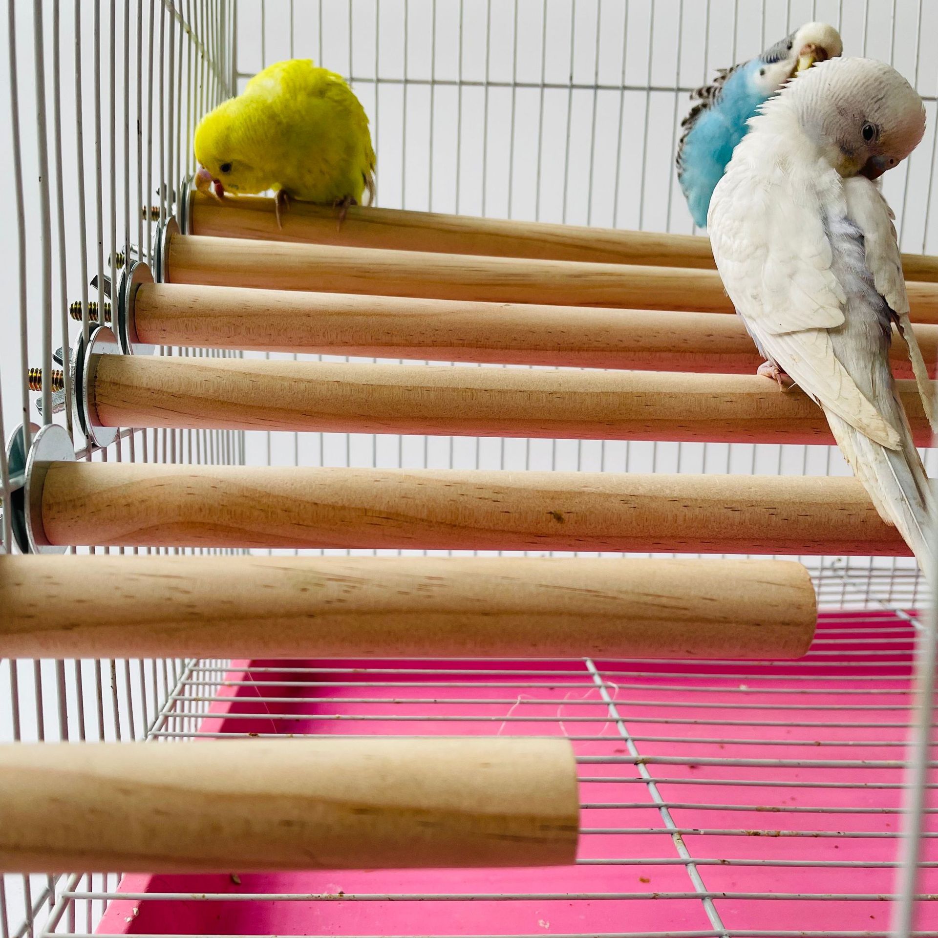 Pet X Supplies & Tack Howell - Parrot Pet Raw Standing Stick Wood